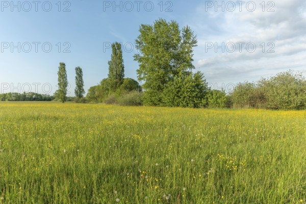 Flowering meadow with golden buds in spring. Alsace France