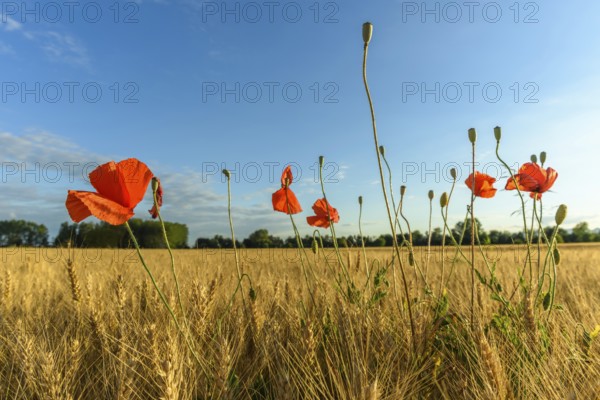Cereal field with poppies in the French countryside