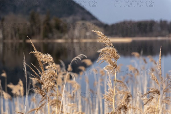 Scenic reflection of the vegetation at lake Schliersee in Bavaria, Germany