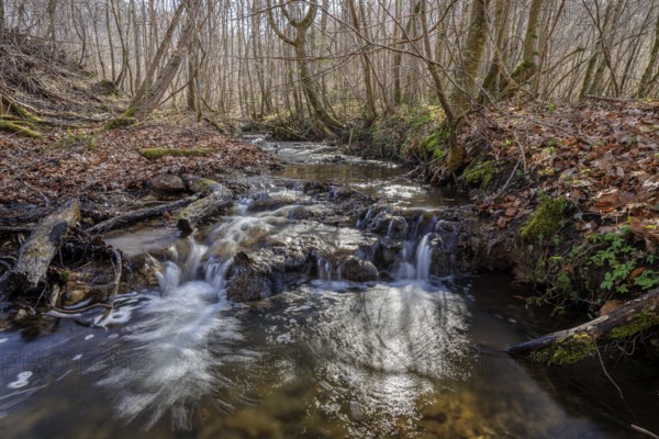 Small waterfall flows through wooded terrain, Stöckenhof, Bodanrücken, Allensbach, Lake Constance, Baden-Württemberg, Germany
