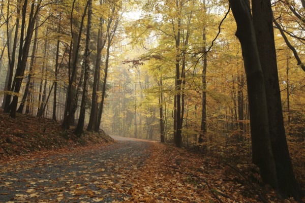 Path through the autumnal forest on a rainy, misty weather, Bischofskoppe Mountain, October, Poland