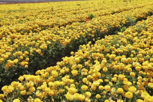 Charming field of yellow buttercups- ranunculus. Israel
