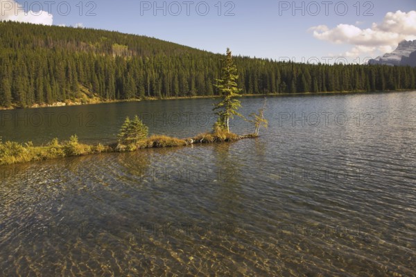 A shallow and the small tree growing almost from water of mountain lake