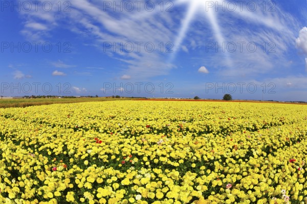 Solar spring day in fields flowers buttercups
