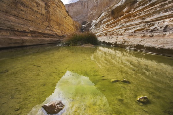 Bog in spectacular canyon En-Avdat in Israel