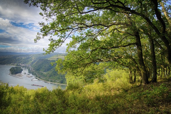Landscape with trees in the middle Rhine valley in Germany. Landscape in the rhine valley in Germany