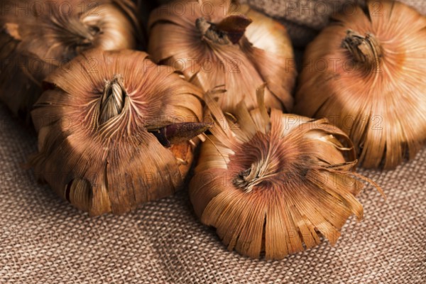 Gladiola bulbs ready to plant in the spring garden