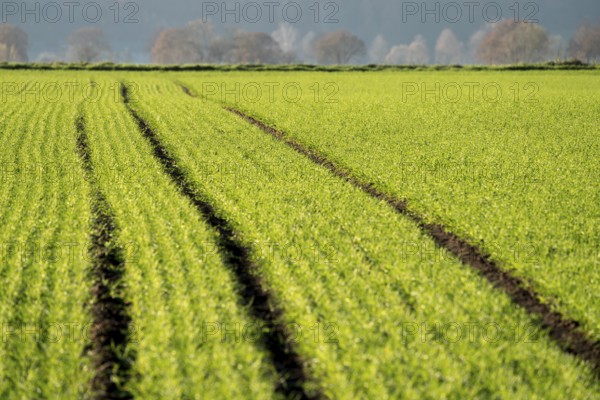 Agricultural field, Oberweser, Upper Weser Valley, Weser Uplands, Weserbergland, Hesse, Germany