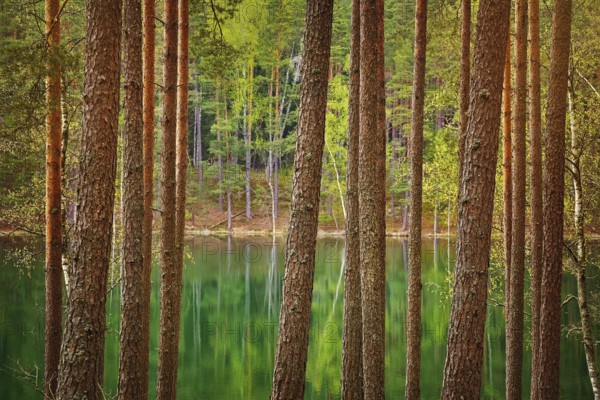 Smal Lake in the Forest. Aglona District, Latvia Aglona, Latvia