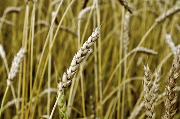 Ear of wheat on a background of a wheat field