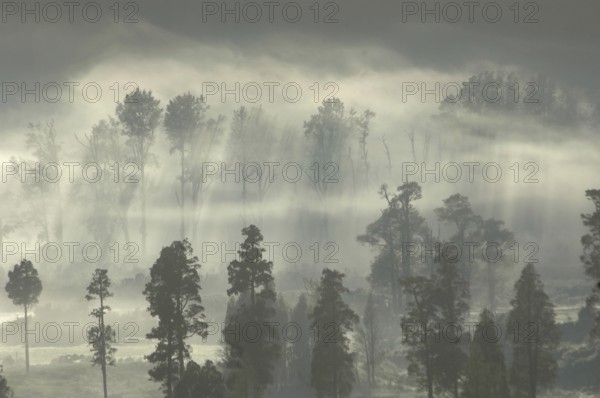Morning mist gathers on farmland, Westland, New Zealand