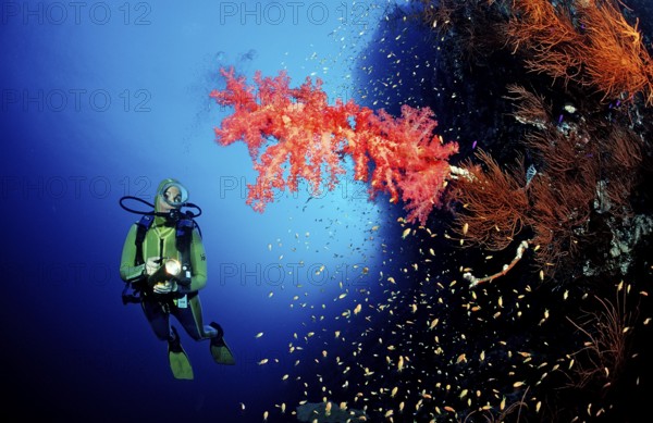 Diver and red soft corals, Acropora divaricata, Sudan, Africa, Red Sea