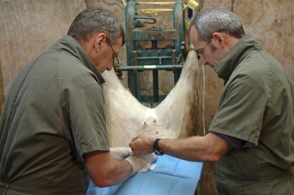 Vets implant an embryo into a surrogate hind during an embryo transfer programme on red deer, Greymouth, New Zealand