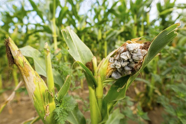 Huitlacoche - Corn smut, fungus, Mexican truffle in the green field. Corn smut is a plant disease caused by the pathogenic fungus Ustilago maydis that causes smut on maize and teosinte
