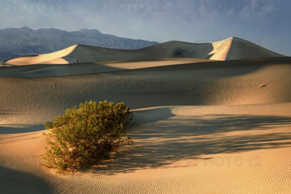 Mesquite Dunes 100-foot/30-meter-high Mesquite Flat Sand Dunes