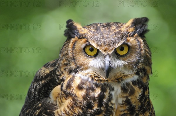 --Virginia eagle owl observing its surroundings. (captive) . Virginia owl observes his surroundings. (captive)