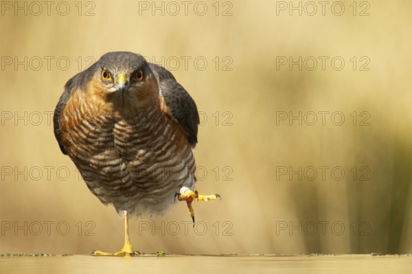 Sparrowhawk (Accipiter nisus)