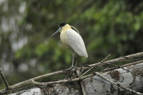 Capped Heron (Pilherodius pileatus)