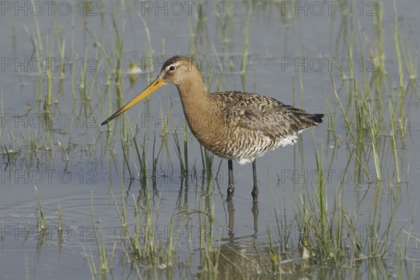 Black-tailed godwit (Limosa limosa)