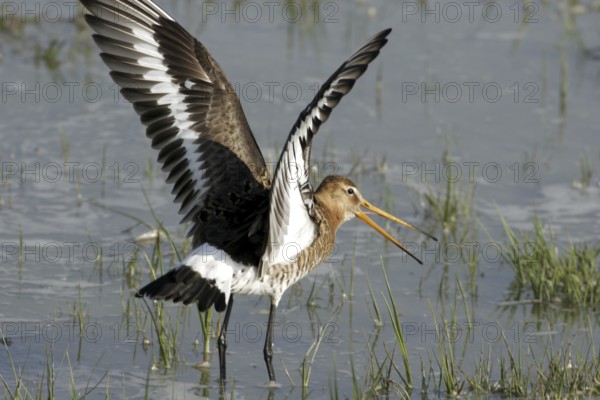 Black-tailed godwit (Limosa limosa)