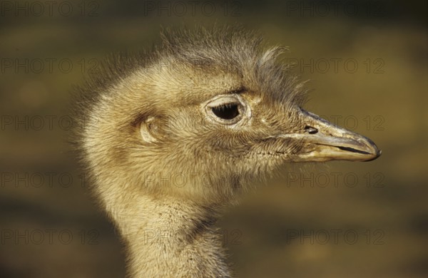 Nandu (Rhea americana)