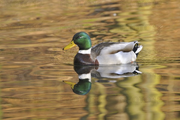Mallard (Anas platyrhynchos)