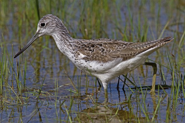 Greenshank (Tringa nebularia)