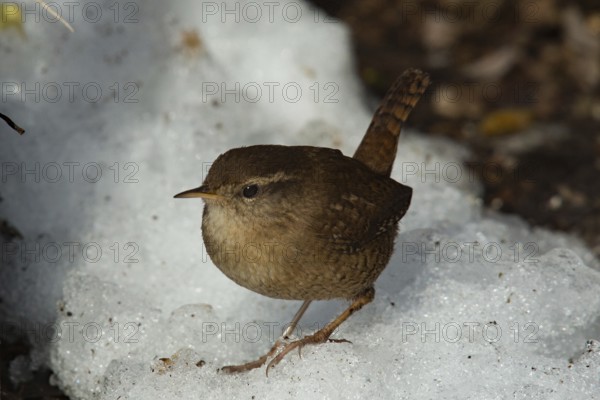 Wren (Troglodytes troglodytes)