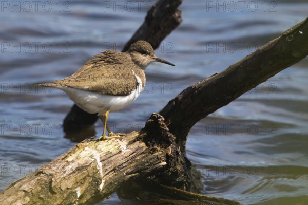 Common sandpiper (Actitis hypholeucos)