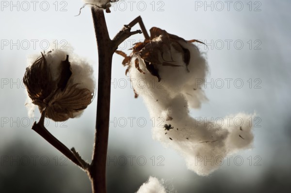 Cotton (Gossyium)