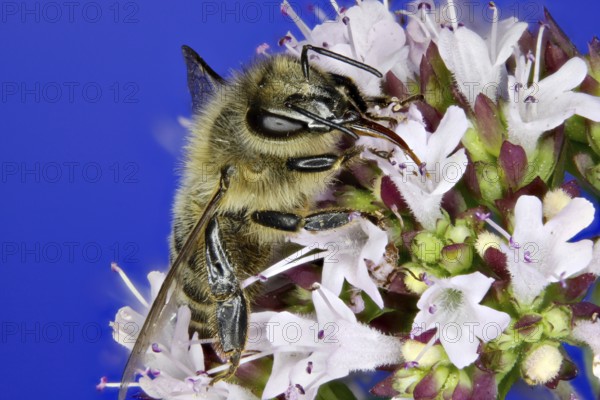 Honey bee - sucking nectar (Apis)