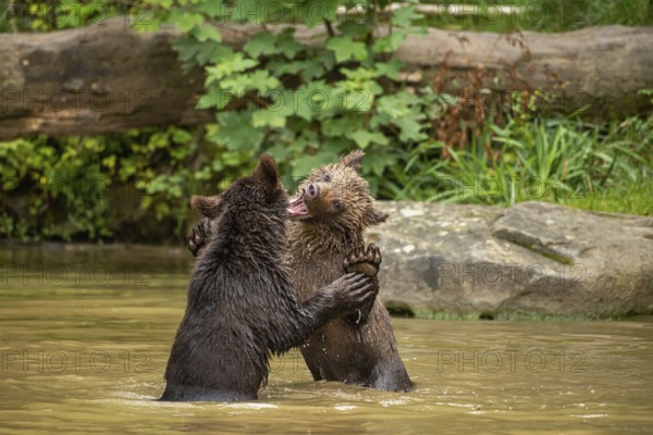 Bear playground (Ursus (genus arctos)