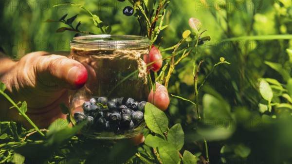 Close-up of male hands picking Blueberries in the forest with green leaves. Man Harvested berries, process of collecting, harvesting berries into glass jar in the forest. Copy space Bush of ripe wild blackberry bilberry in summer