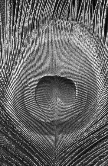 Indian peafowl SW eye feather (Pavo Scalloped ribbonfish)