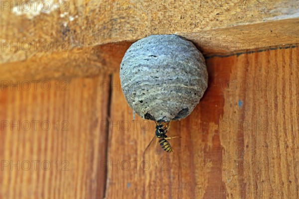 Wasp nest, wasp, animals, insects, fruit, fruits, nest, real wasps, breeding site, common wasp, Mecklenburg-Western Pomerania, Federal Republic of Germany