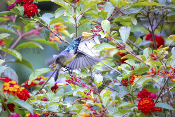 Closeup of a male Orange-breasted Sunbird (Anthobaphes violacea) in Ecopark Arusha National Park in Tanzania East Africa