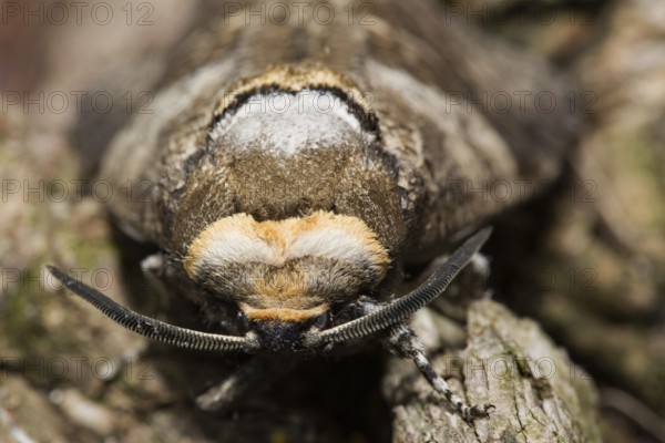 Willow borer (Cossus cossus)