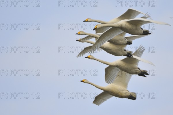 Whooper swan (Cygnus cygnus)