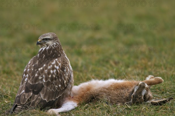 Buzzard with hare (Buteo buteo)