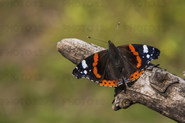 Admiral basking (Vanessa atalanta, Pyrameis atalanta)