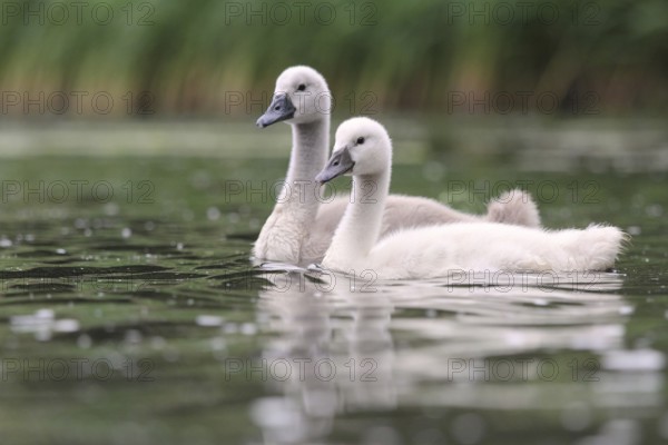 Young mute swan swimming on a lake