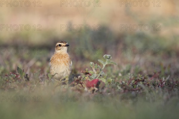 Whinchat in Punta Prima, Menorca