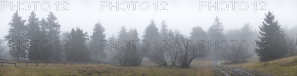 Panoramic shot of the fog-covered, frosty tree landscape on the Großer Feldberg, Taunus, Hesse, Schmitten, Germany