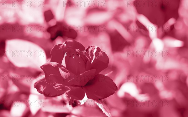 Red roses in the garden of red roses. Nature background. Trendy color of year 2023 - Viva Magenta