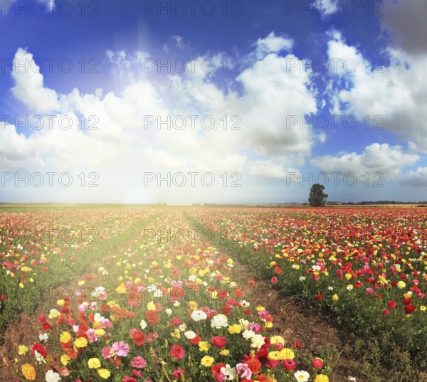 A lot of lovely blooming buttercups and shining clouds. Shining sharp rays of the sun illuminate the kibbutz field