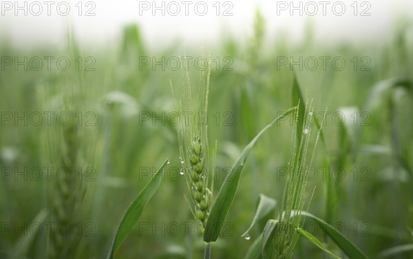 Close-up of young wheat plants glistening with morning dew. The soft light and shallow depth of field create a tranquil, natural scene. Lush green and fresh.
