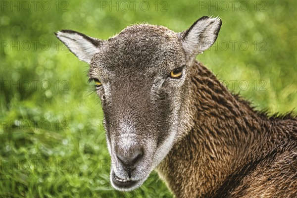 Potrtrait of a Sheep against Green Background Obermaiselstein, Germany