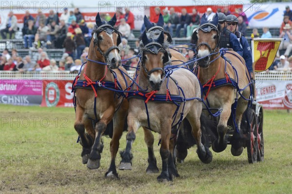 Cold-blooded horses as the titans of the race in Brück, Brandenburg
