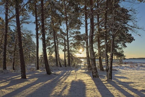 Morning sun shining through trees in winter with snow on the ground at seashore, Kallahdenniemi, Helsinki, Finland