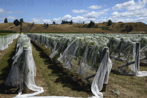 Netting covers a ripening grape crop at Marlborough, New Zealand
